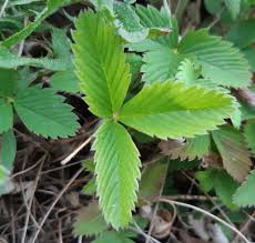 Attēlu rezultāti vaicājumam “Fragaria viridis leaf”