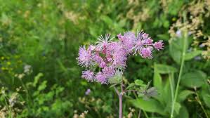 Attēlu rezultāti vaicājumam “Thalictrum aquilegifolium leaf”