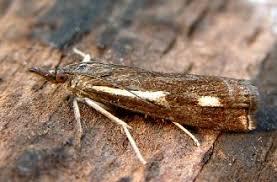 Attēlu rezultāti vaicājumam “Crambus heringiellus”