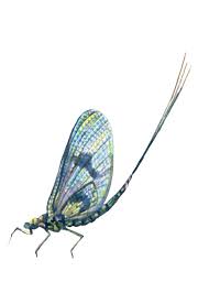 Attēlu rezultāti vaicājumam “Ephemeroptera”