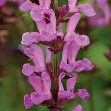 Image result for Salvia pratensis `Rose Rhapsody