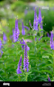 Attēlu rezultāti vaicājumam “Veronica longifolia leaf”