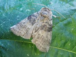 Attēlu rezultāti vaicājumam “Tethea or”