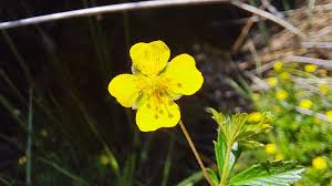 Attēlu rezultāti vaicājumam “Potentilla erecta flower”