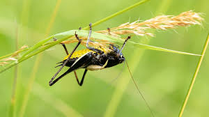 Attēlu rezultāti vaicājumam “Tettigoniodea”