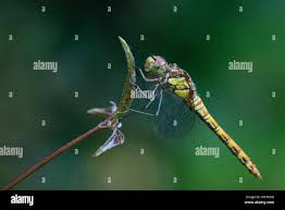 Attēlu rezultāti vaicājumam “Sympetrum vulgatum female”