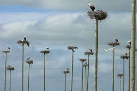 Attēlu rezultāti vaicājumam “Ciconia ciconia”