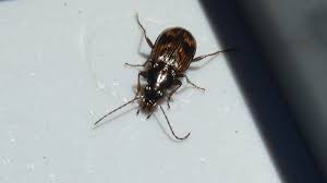 Attēlu rezultāti vaicājumam “Bembidion sp.”