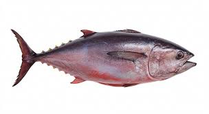 Image result for Thunnus thynnus