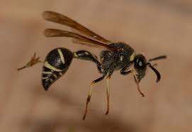 Attēlu rezultāti vaicājumam “Eumenes sp.”