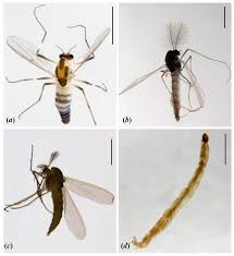 Attēlu rezultāti vaicājumam “Cricotopus male”