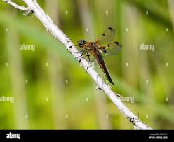 Attēlu rezultāti vaicājumam “Libellula quadrimaculata imago”