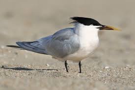 Image result for Sterna acuflavida