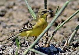 Attēlu rezultāti vaicājumam “Motacilla flava flava adult”