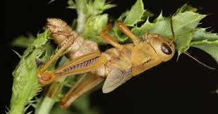 Attēlu rezultāti vaicājumam “Entomophaga grylli”