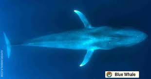 Image result for Balaenoptera musculus