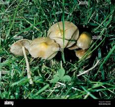 Attēlu rezultāti vaicājumam “Bolbitius vitellinus”