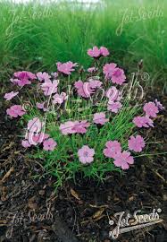Image result for Dianthus carthusianorum