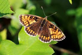 Attēlu rezultāti vaicājumam “Mellicta athalia upperside”