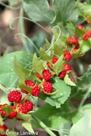 Attēlu rezultāti vaicājumam “Chenopodium foliosum fruit”