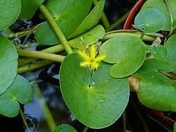 Image result for Seekanne