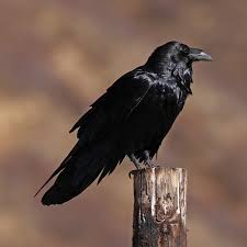 Attēlu rezultāti vaicājumam “Corvus corax”