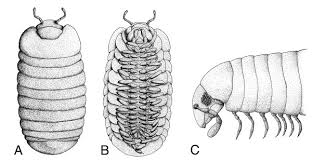 Attēlu rezultāti vaicājumam “Myriapoda”