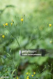 Attēlu rezultāti vaicājumam “Aphrophoridae nymph”