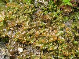 Attēlu rezultāti vaicājumam “Barbilophozia kunzeana”