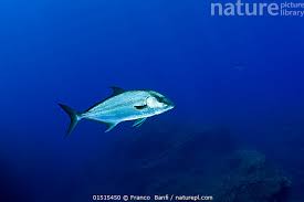 Image result for Seriola rivoliana