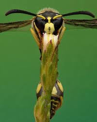 Attēlu rezultāti vaicājumam “Eumenes sp.”