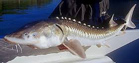 Image result for Acipenser transmontanus