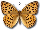 Attēlu rezultāti vaicājumam “Argynnis laodice male”