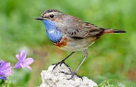 Attēlu rezultāti vaicājumam “Luscinia svecica”