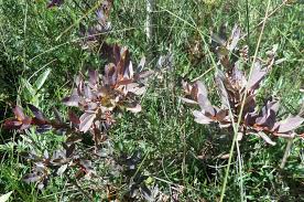 Attēlu rezultāti vaicājumam “Salix myrtilloides”