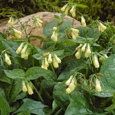 Attēlu rezultāti vaicājumam “Symphytum grandiflorum”