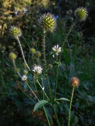 Image result for Dipsacus pilosus