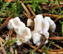 Attēlu rezultāti vaicājumam “Sistotrema confluens”