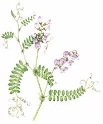 Attēlu rezultāti vaicājumam “Vicia sylvatica leaf”