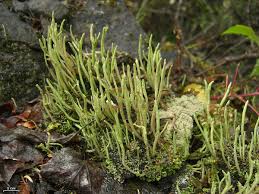 Attēlu rezultāti vaicājumam “Cladonia norvegica”