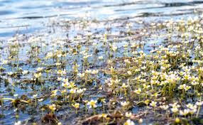 Attēlu rezultāti vaicājumam “Batrachium circinatum”