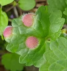 Attēlu rezultāti vaicājumam “Liposthenes glechomae”