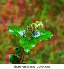 Attēlu rezultāti vaicājumam “Orthilia secunda bud”