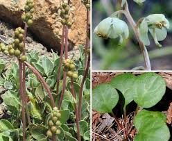 Attēlu rezultāti vaicājumam “Pyrola chlorantha”