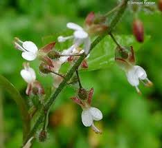 Attēlu rezultāti vaicājumam “Circaea lutetiana leaf”
