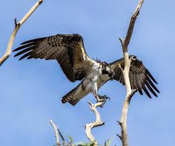 Image result for Pandion haliaetus