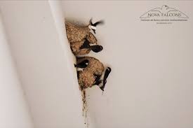 Attēlu rezultāti vaicājumam “Delichon urbicum nest”