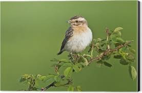 Attēlu rezultāti vaicājumam “Saxicola rubetra juvenile”