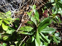 Attēlu rezultāti vaicājumam “Chimaphila umbellata fruit”