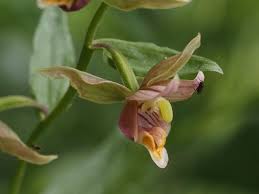 Attēlu rezultāti vaicājumam “Epirranthis diversata upperside”